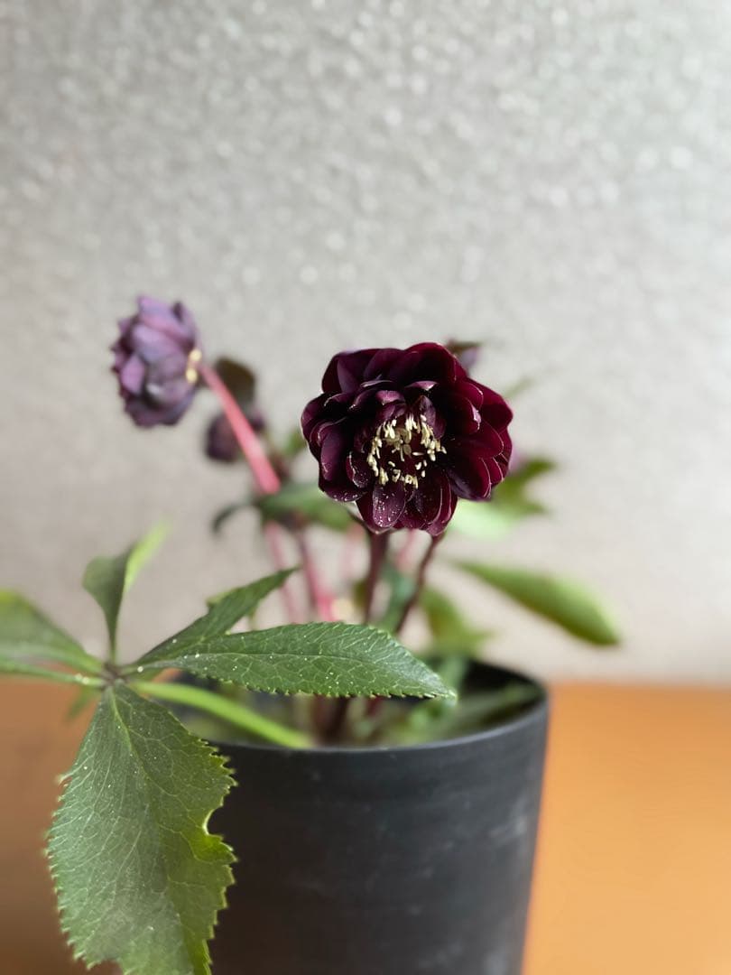 ⭐️専用です。広瀬園芸　多花性ダーク　小型元気株