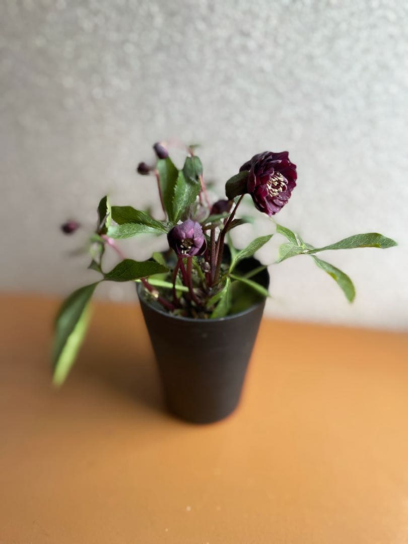 ⭐️専用です。広瀬園芸　多花性ダーク　小型元気株