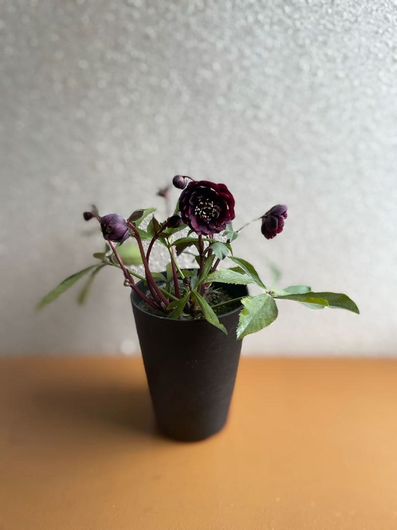 ⭐️専用です。広瀬園芸　多花性ダーク　小型元気株