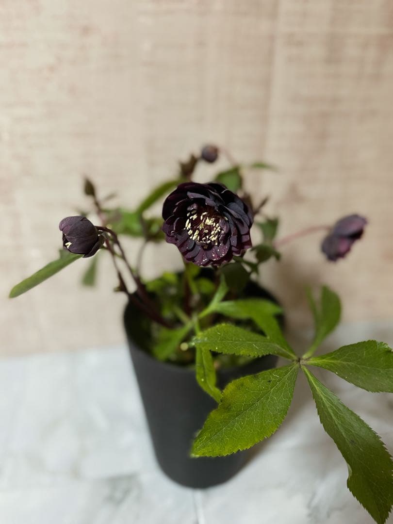 ⭐️専用です。広瀬園芸　多花性ダーク　小型元気株