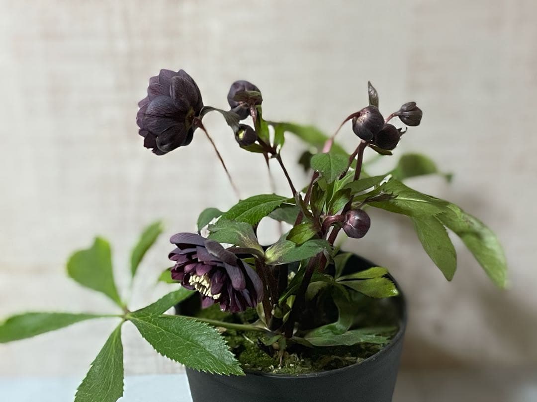 ⭐️専用です。広瀬園芸　多花性ダーク　小型元気株