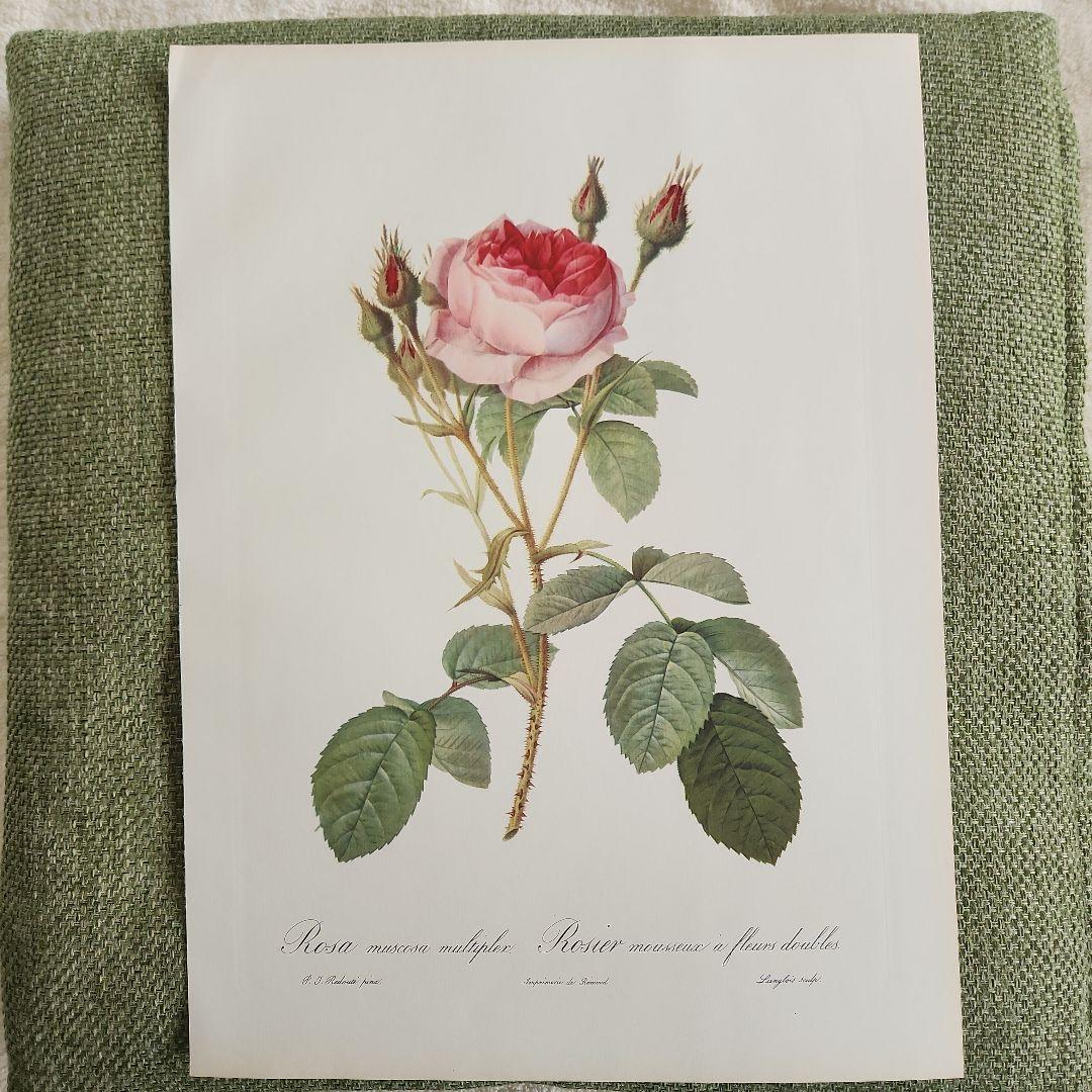 絵画 The Best of Redoute 's ROSES 1960