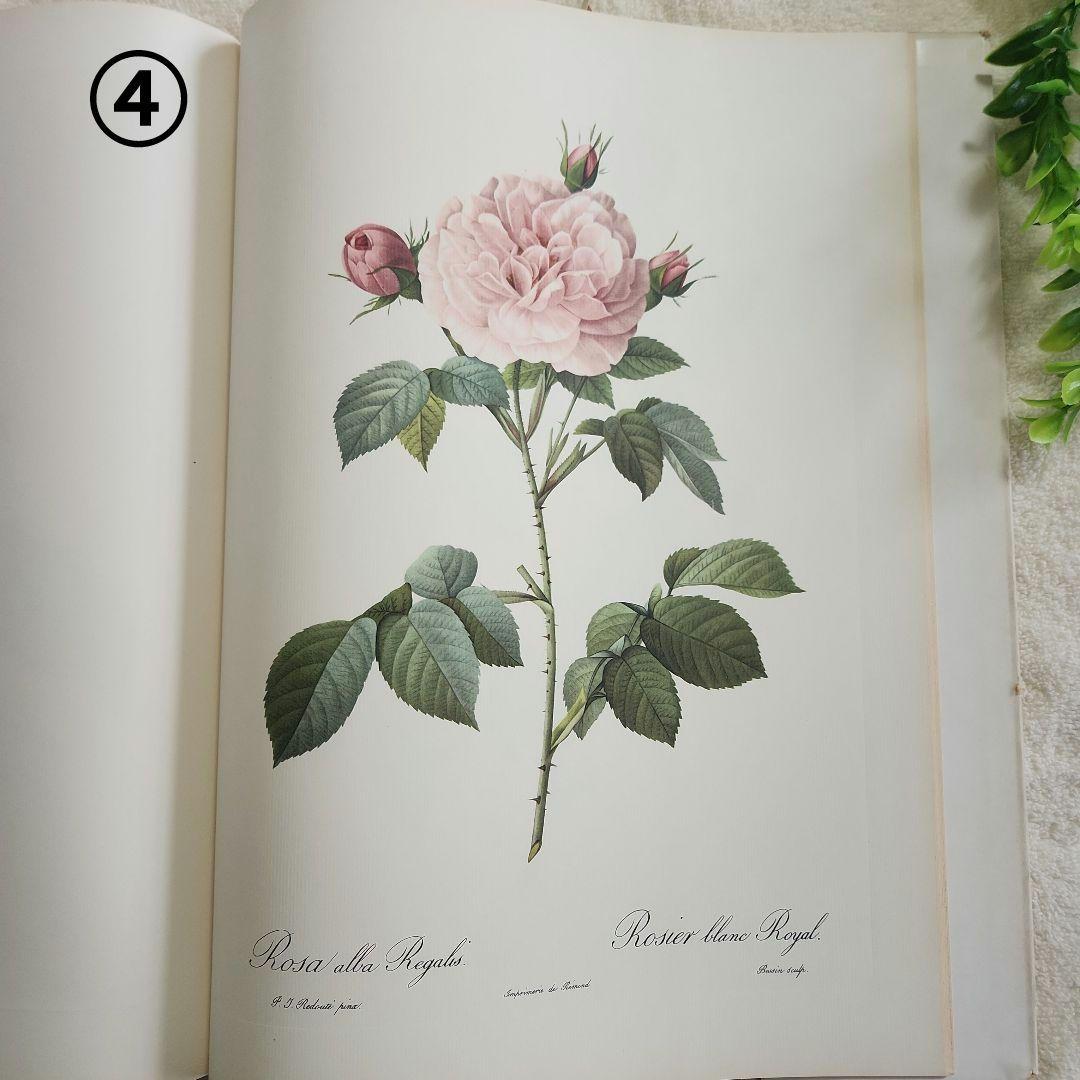 絵画 The Best of Redoute 's ROSES 1960