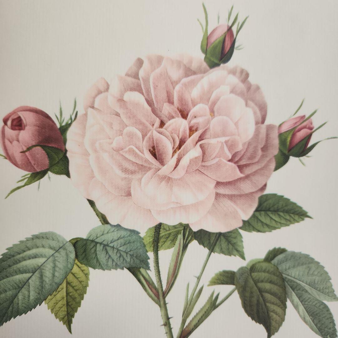 絵画 The Best of Redoute 's ROSES 1960