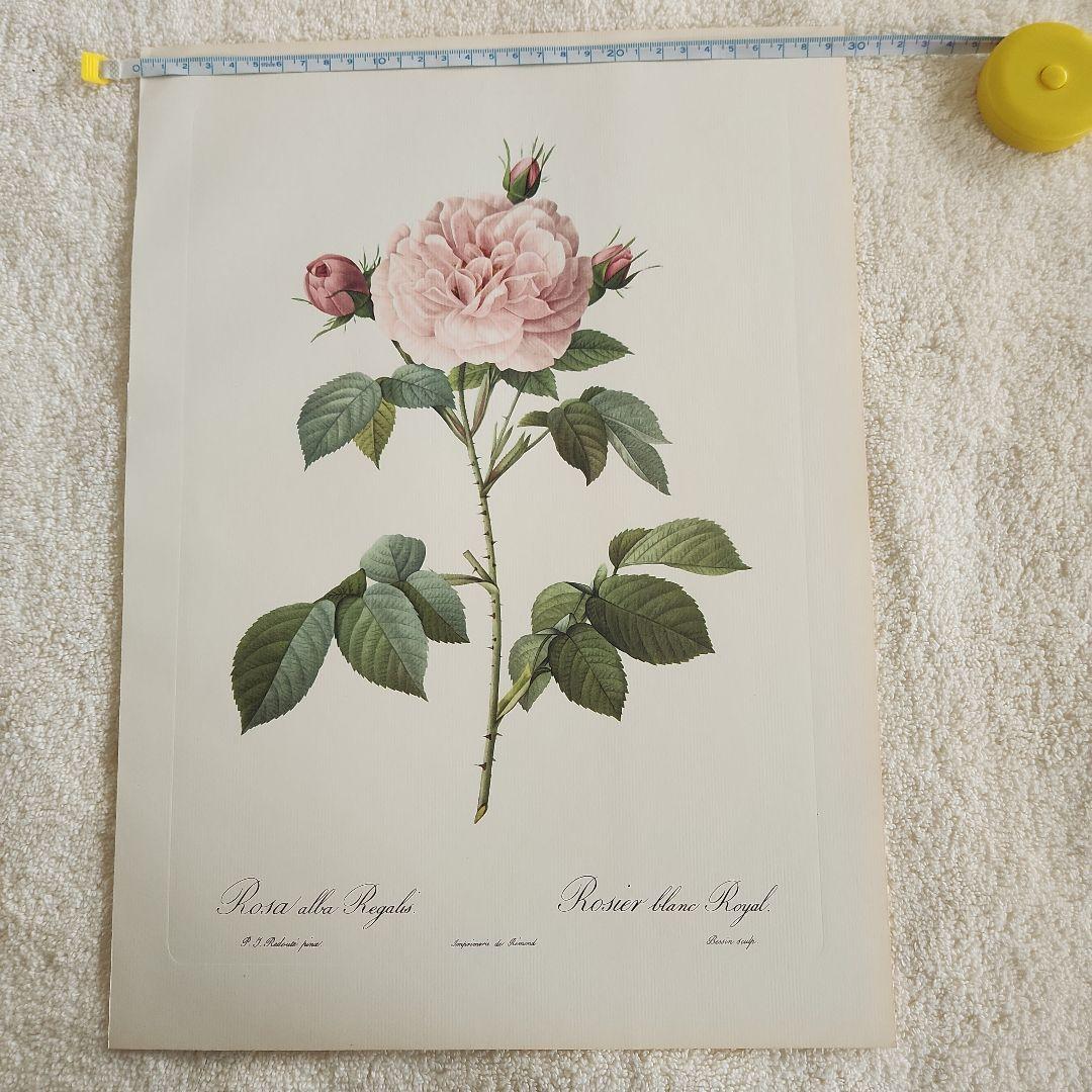 絵画 The Best of Redoute 's ROSES 1960