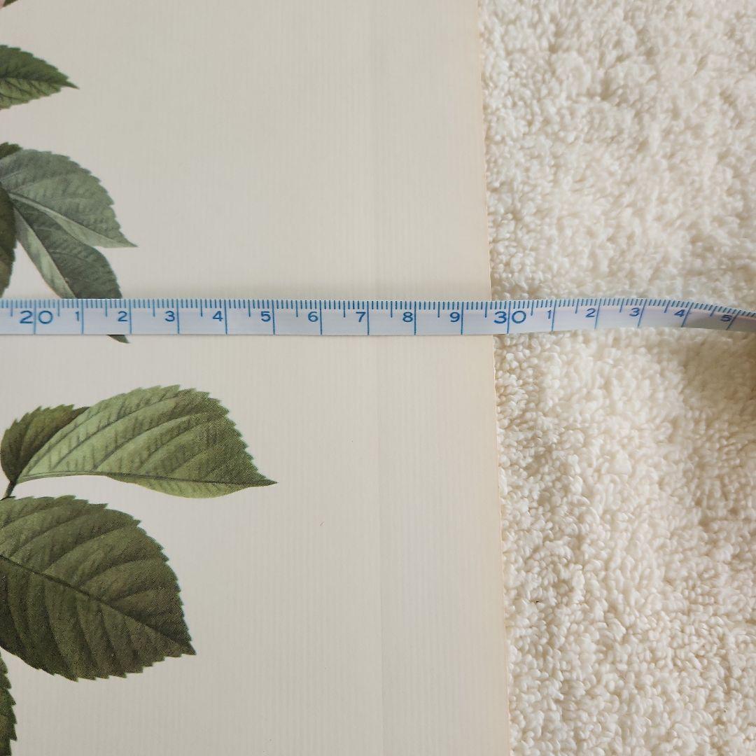 絵画 The Best of Redoute 's ROSES 1960