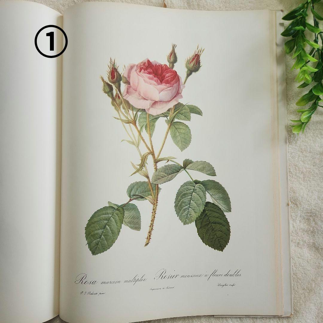 絵画 The Best of Redoute 's ROSES 1960