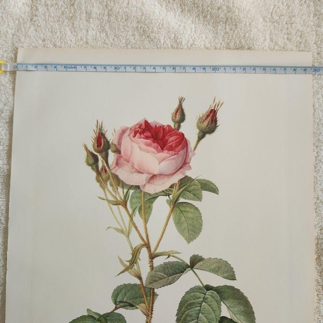 絵画 The Best of Redoute 's ROSES 1960