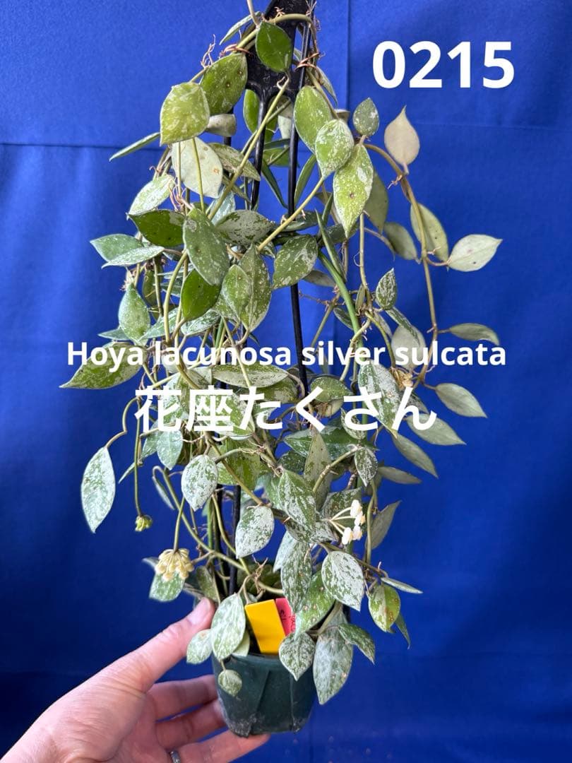 0215 ＊ ホヤ ＊ Hoya ＊ラクノーサ ＊ sulcata ＊ 花座＊右