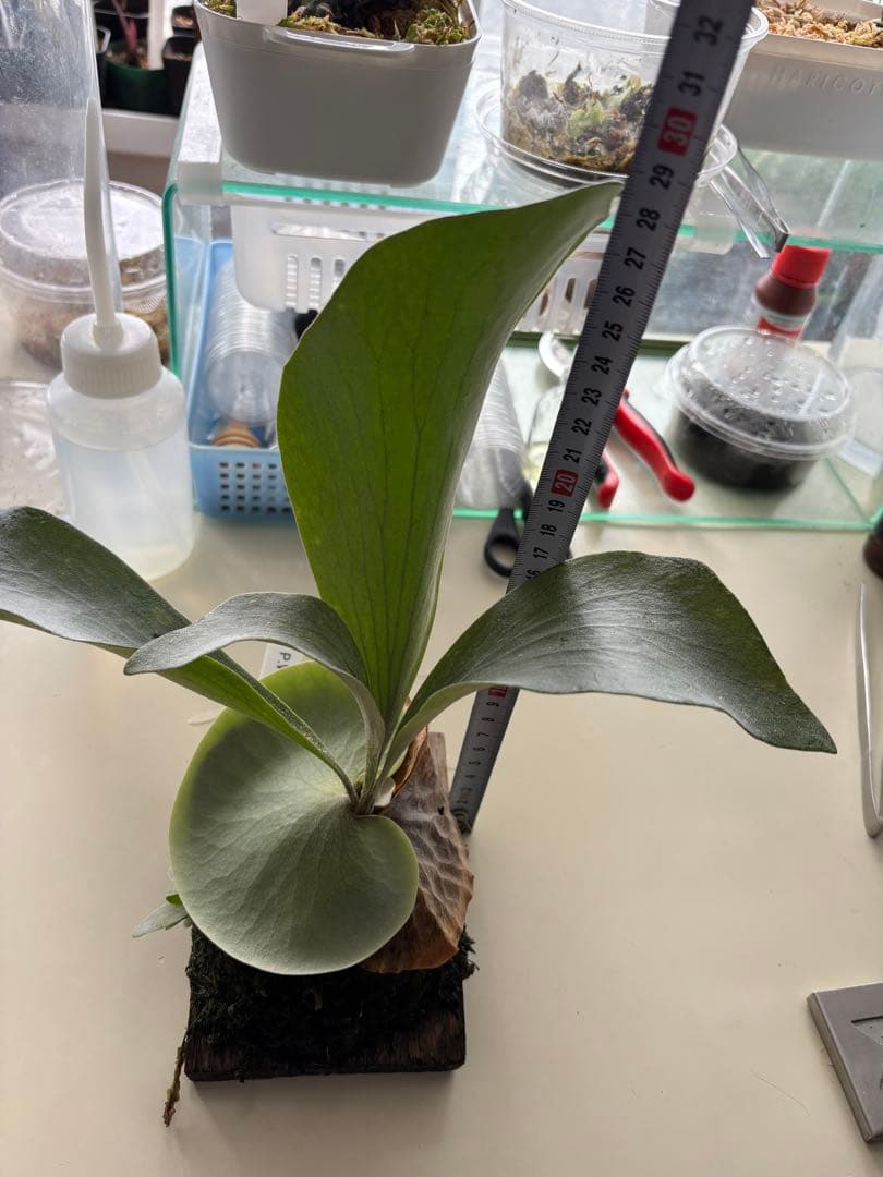 ビカクシダ　ホワイト　タイガー