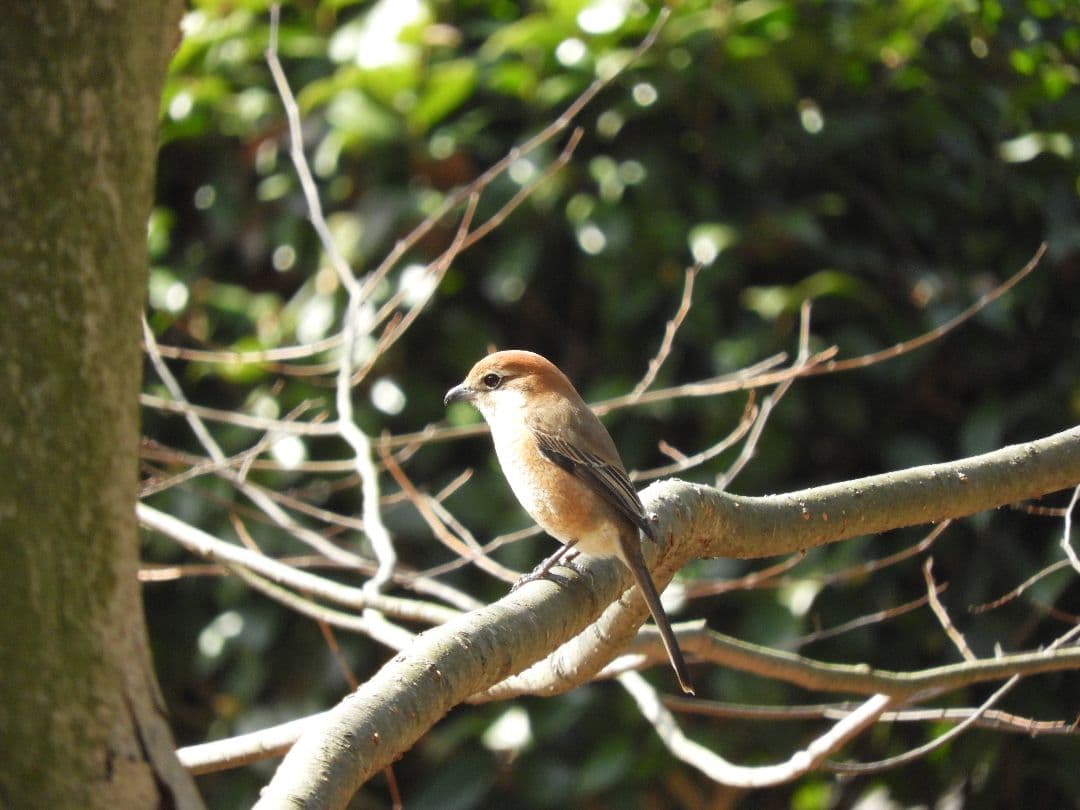 新品級 極上品 SIGMA テレコン付 APO 170-500mm F5-6.3