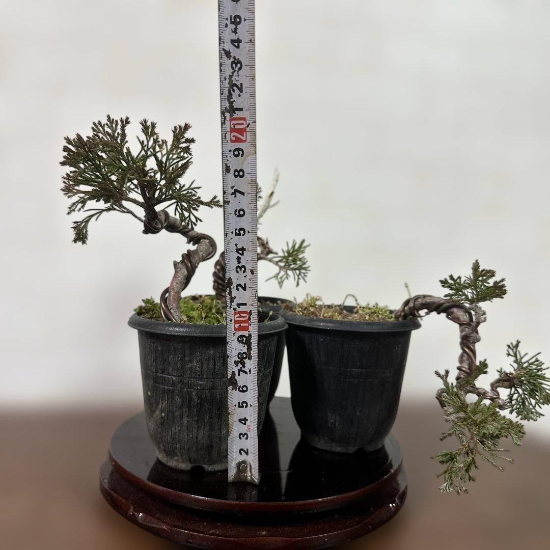 糸魚川真柏盆栽(3鉢セット)