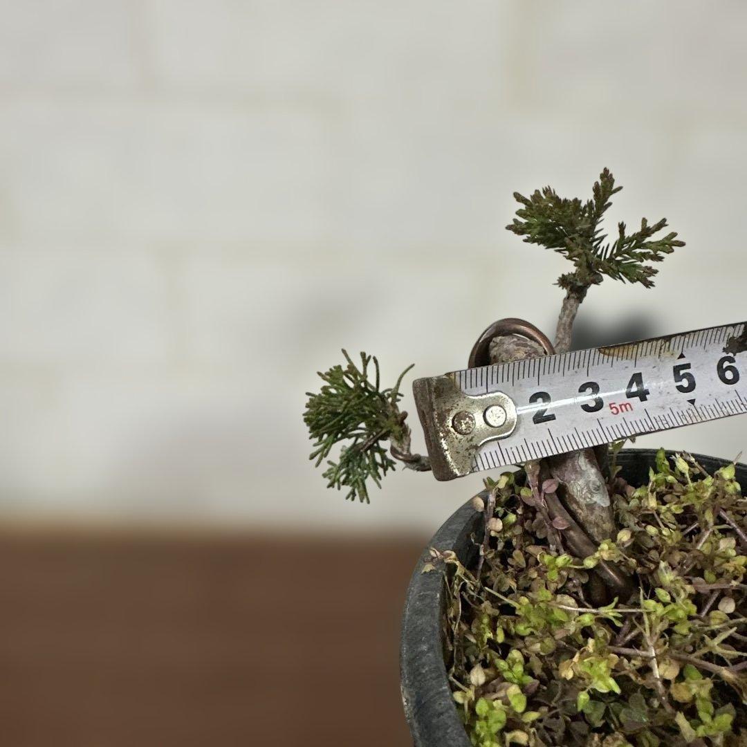 糸魚川真柏盆栽(3鉢セット)