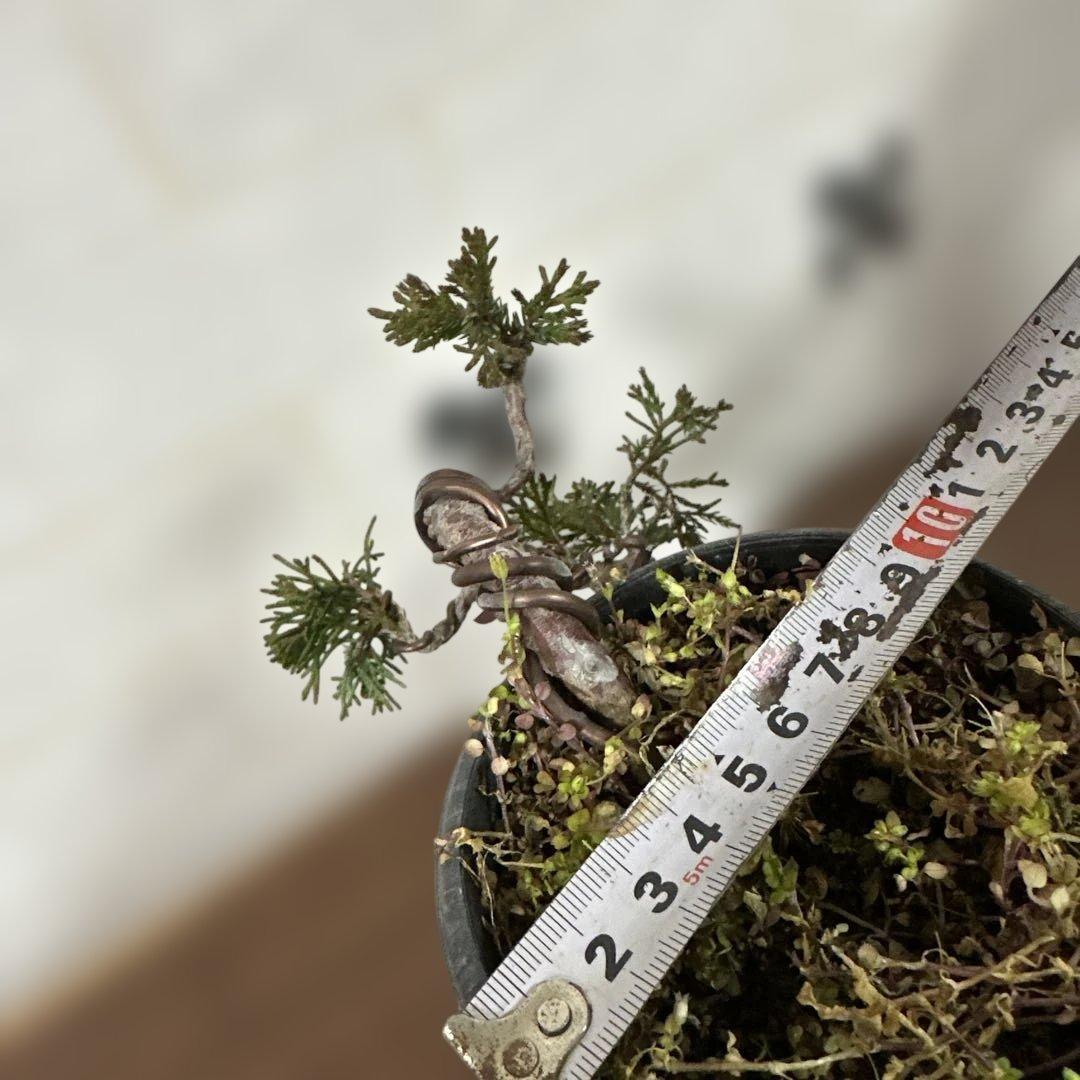 糸魚川真柏盆栽(3鉢セット)