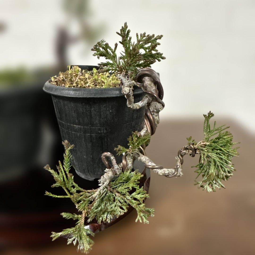 糸魚川真柏盆栽(3鉢セット)