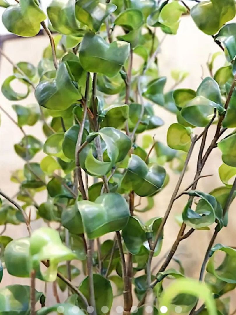 光触媒　人工観葉植物　ウォールグリーン　フェイクグリーン　ベンジャミンバロックg