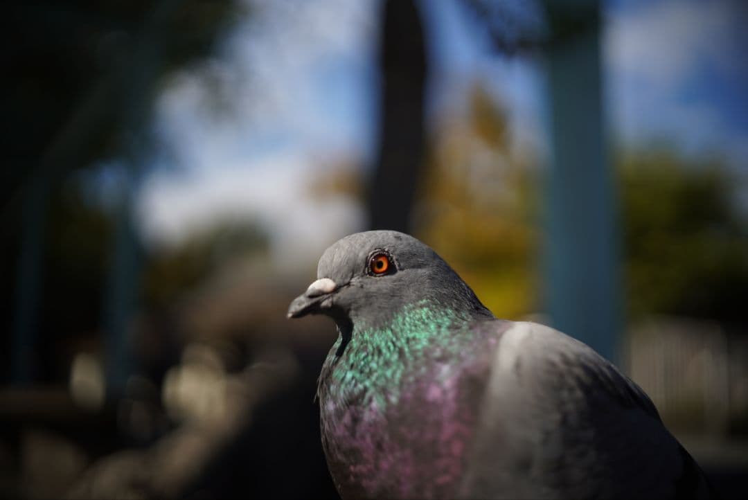 【動作確認済】OLYMPUS F.zuiko Auto-s 38mm f1.8