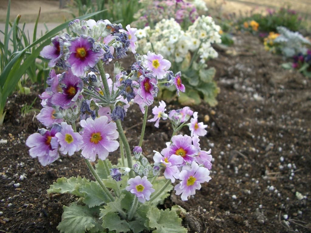 実写美⭕️【動作確認済】PENTAX OPTIO S デジタルカメラ シルバー