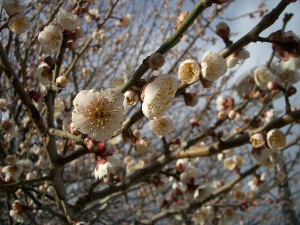 実写美⭕️【動作確認済】PENTAX OPTIO S デジタルカメラ シルバー