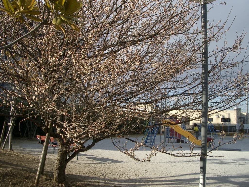 実写美⭕️【動作確認済】PENTAX OPTIO S デジタルカメラ シルバー