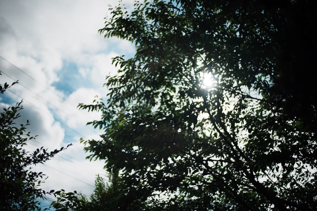 【極美品】Carl Zeiss Planar 50mm F1.7 AEJ 96