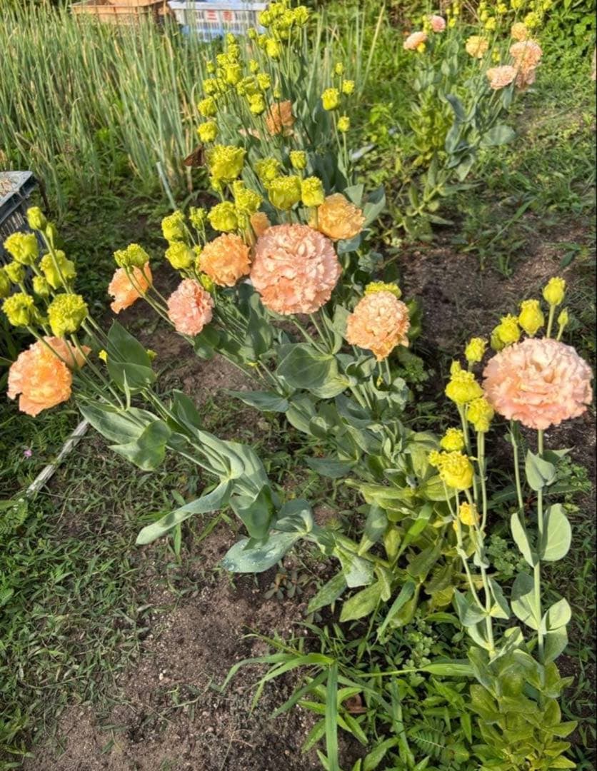 トルコキキョウ　ユーストマ苗　お問い合わせ用　１セット１６本