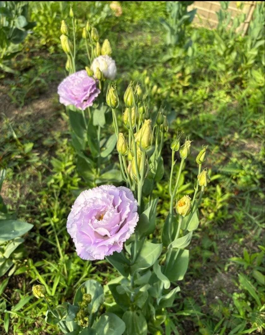 トルコキキョウ　ユーストマ苗　お問い合わせ用　１セット１６本