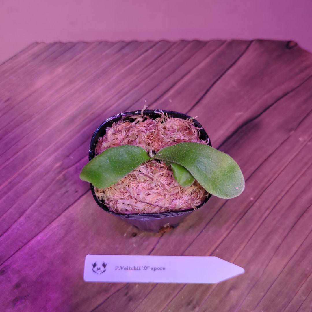 【限定出品②】胞子培養株9種セット/ビカクシダ