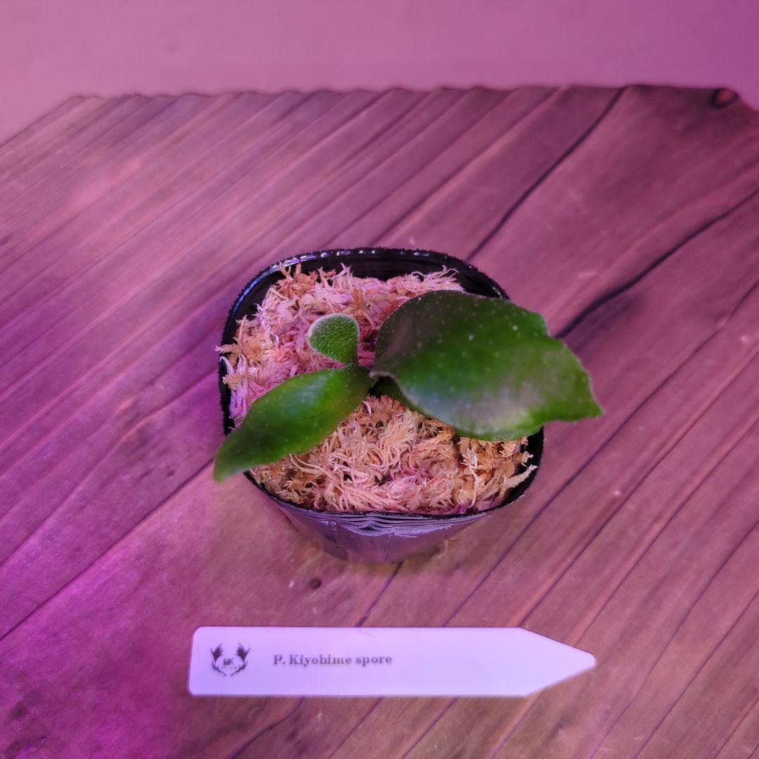 【限定出品②】胞子培養株9種セット/ビカクシダ