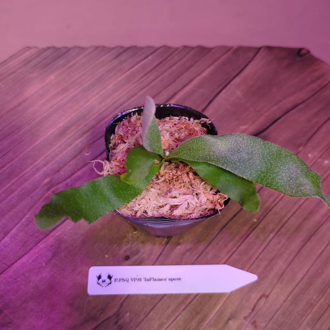 【限定出品②】胞子培養株9種セット/ビカクシダ