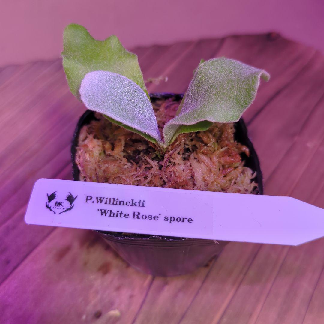 【限定出品②】胞子培養株9種セット/ビカクシダ