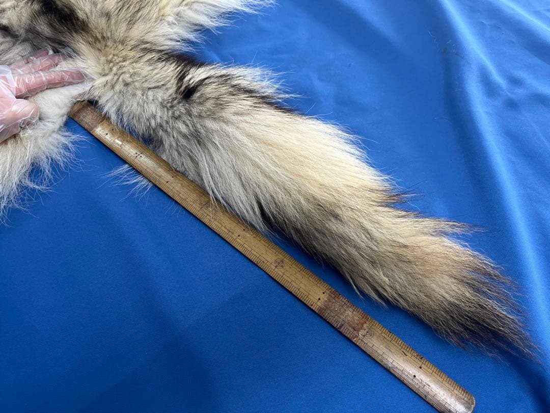 【毛皮】オオカミ　原反　国際希少野生動植物種登録票付き　管理番号37