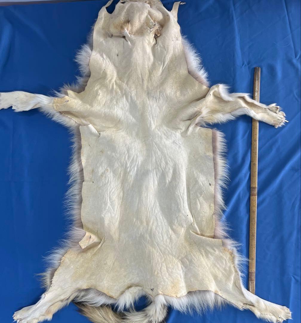 【毛皮】オオカミ　原反　国際希少野生動植物種登録票付き　管理番号37