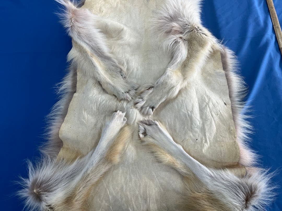 【毛皮】オオカミ　原反　国際希少野生動植物種登録票付き　管理番号37