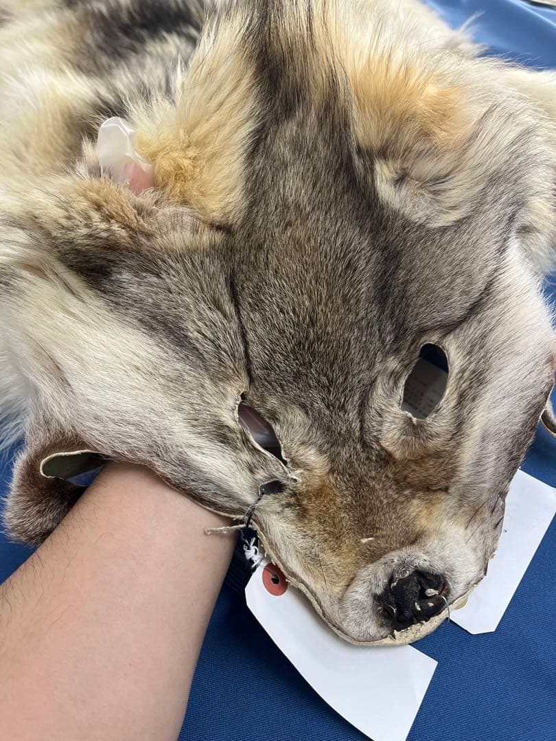【毛皮】オオカミ　原反　国際希少野生動植物種登録票付き　管理番号37