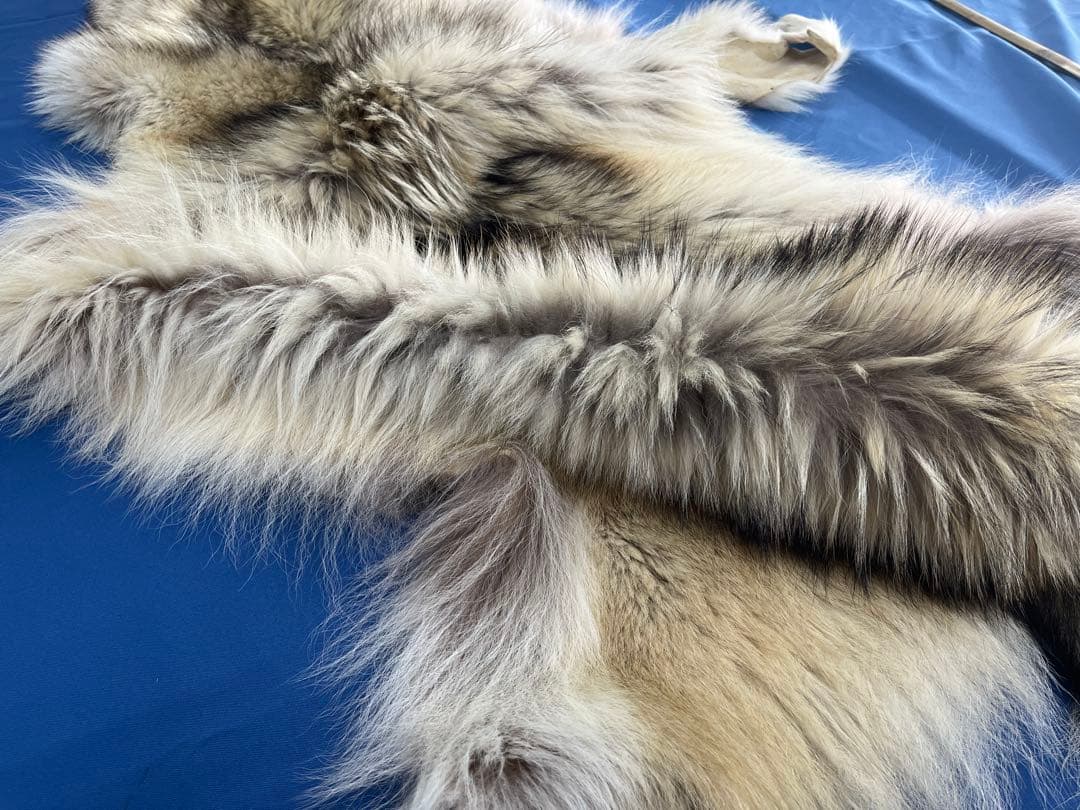 【毛皮】オオカミ　原反　国際希少野生動植物種登録票付き　管理番号37