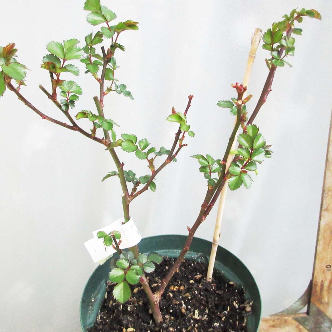 バラ花苗　センテッドジュエル　接木苗　絞り模様