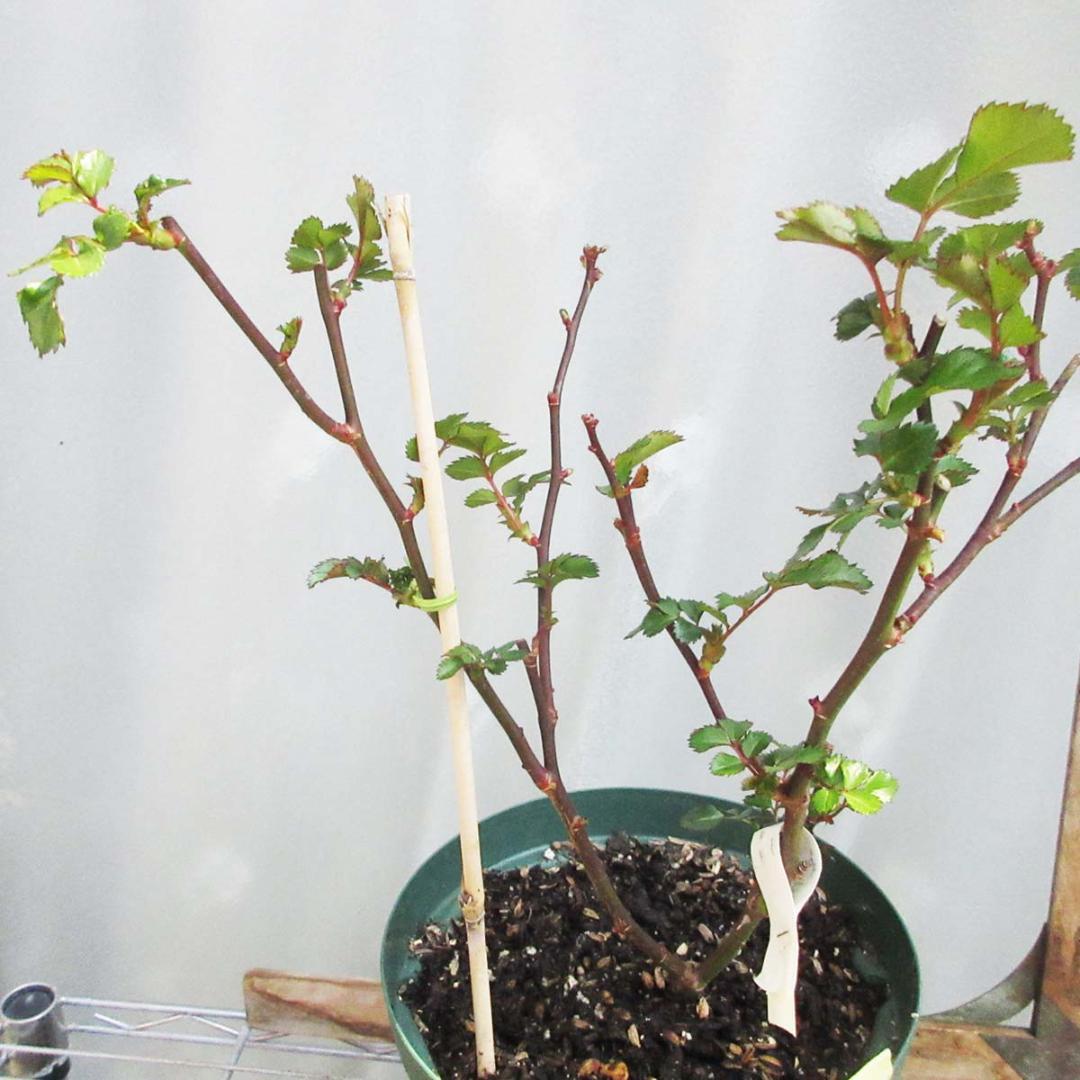 バラ花苗　センテッドジュエル　接木苗　絞り模様