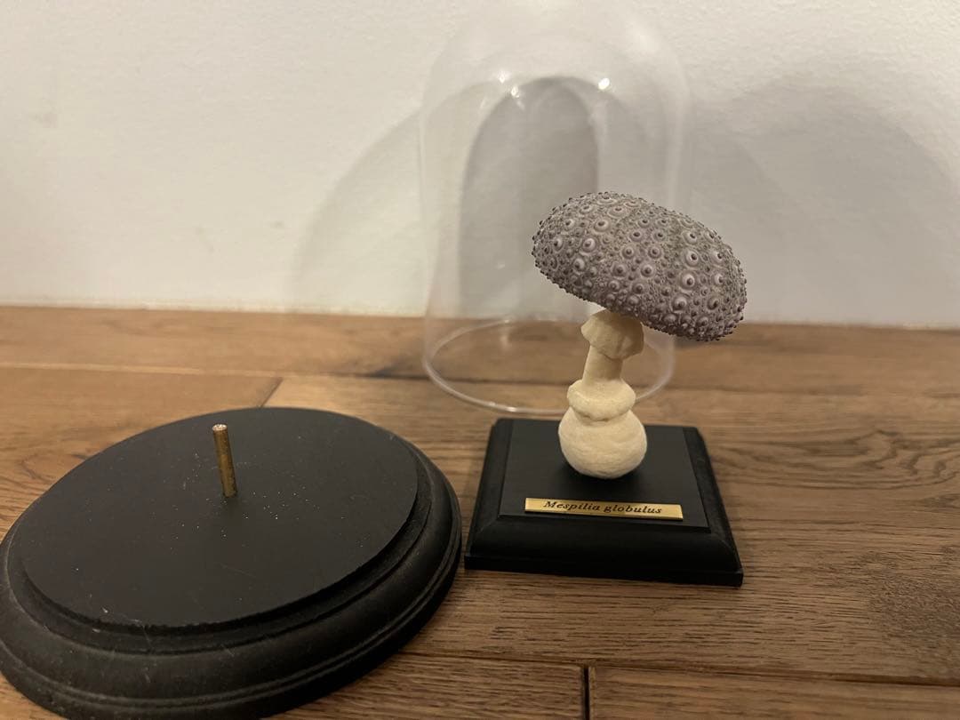 【廃盤】ウサギノネドコ uninoco ウニ　ソラキューブ キノコ きのこ 置物