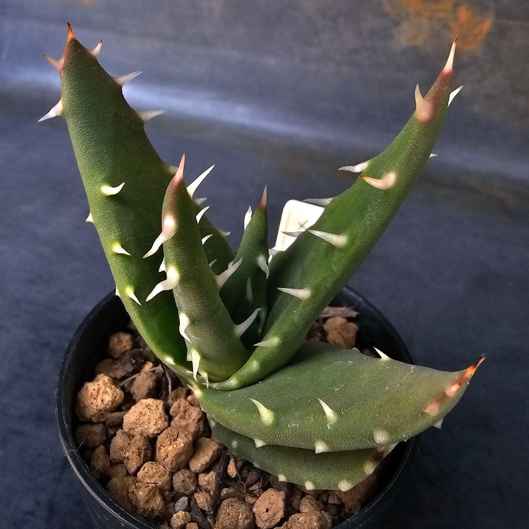 ロウルサンコさんラベル付き☆多肉植物 アロエ メラナカンサ(国内実生苗)