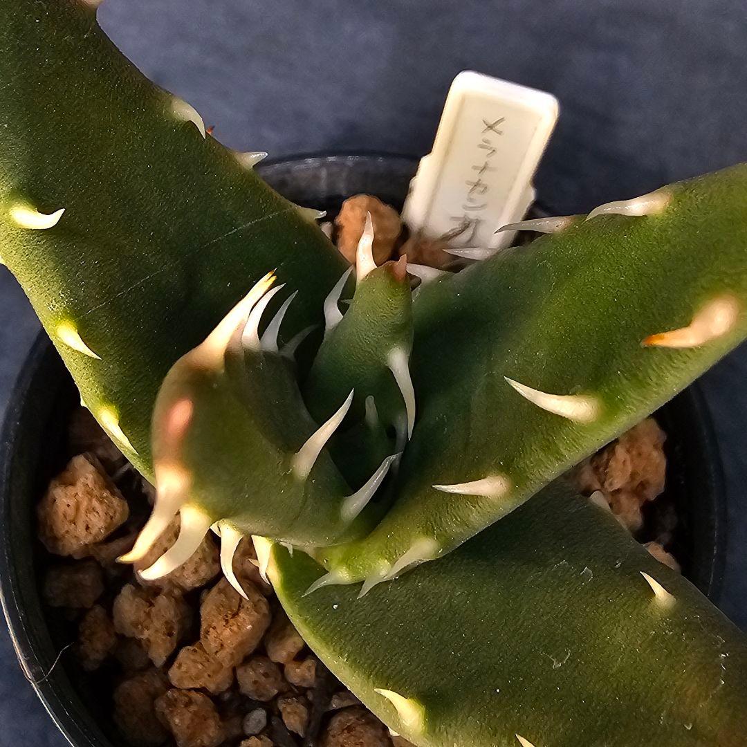 ロウルサンコさんラベル付き☆多肉植物 アロエ メラナカンサ(国内実生苗)