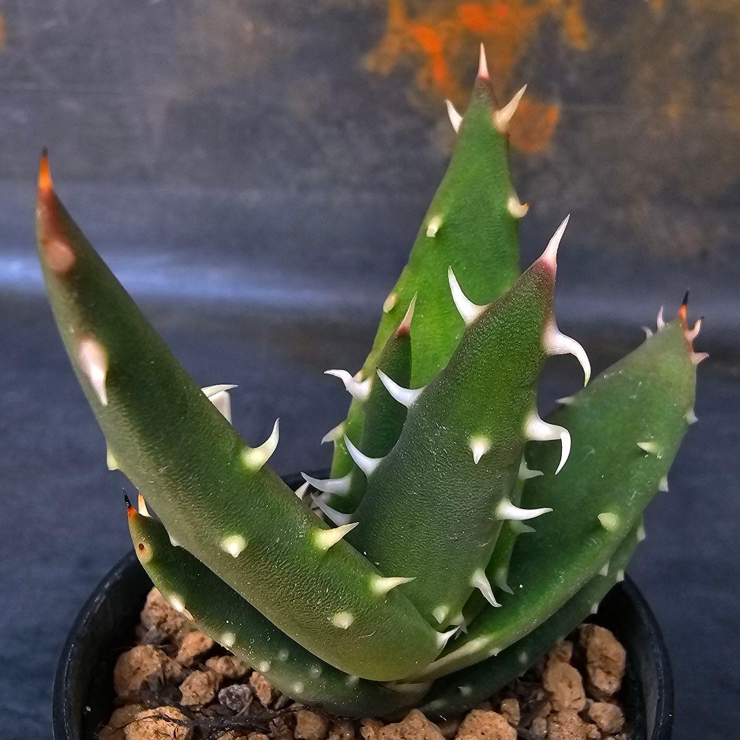 ロウルサンコさんラベル付き☆多肉植物 アロエ メラナカンサ(国内実生苗)