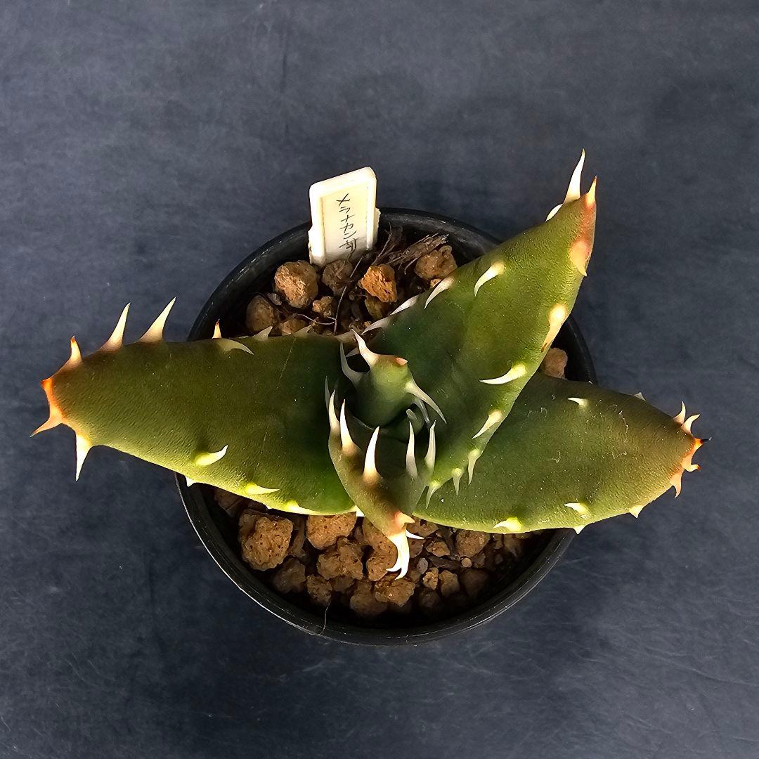 ロウルサンコさんラベル付き☆多肉植物 アロエ メラナカンサ(国内実生苗)