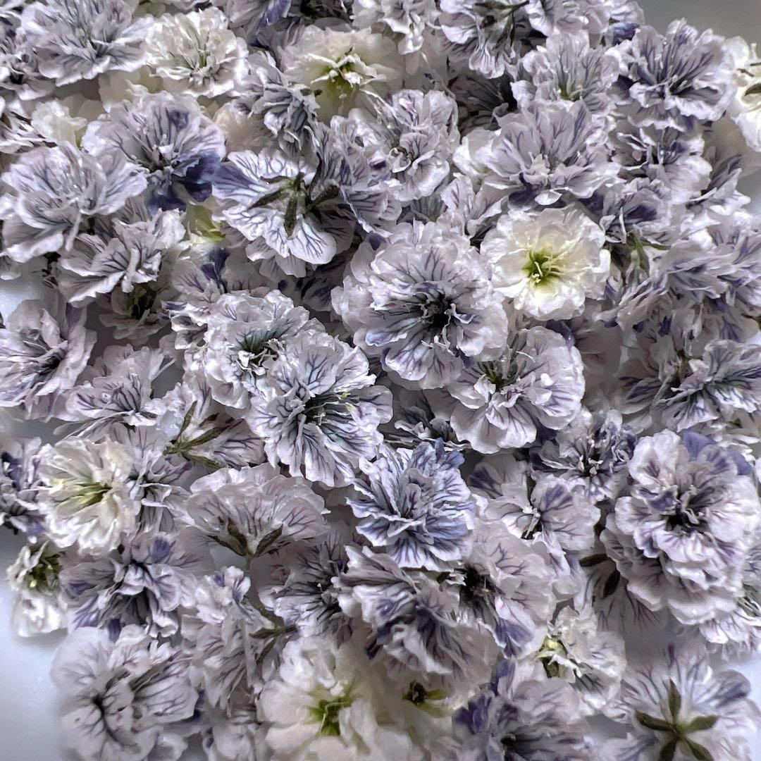 かすみ草ドライフラワー