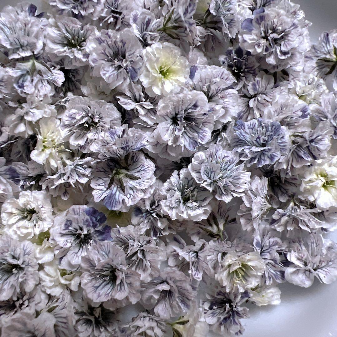 かすみ草ドライフラワー