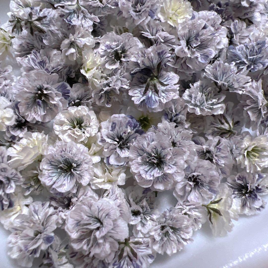 かすみ草ドライフラワー