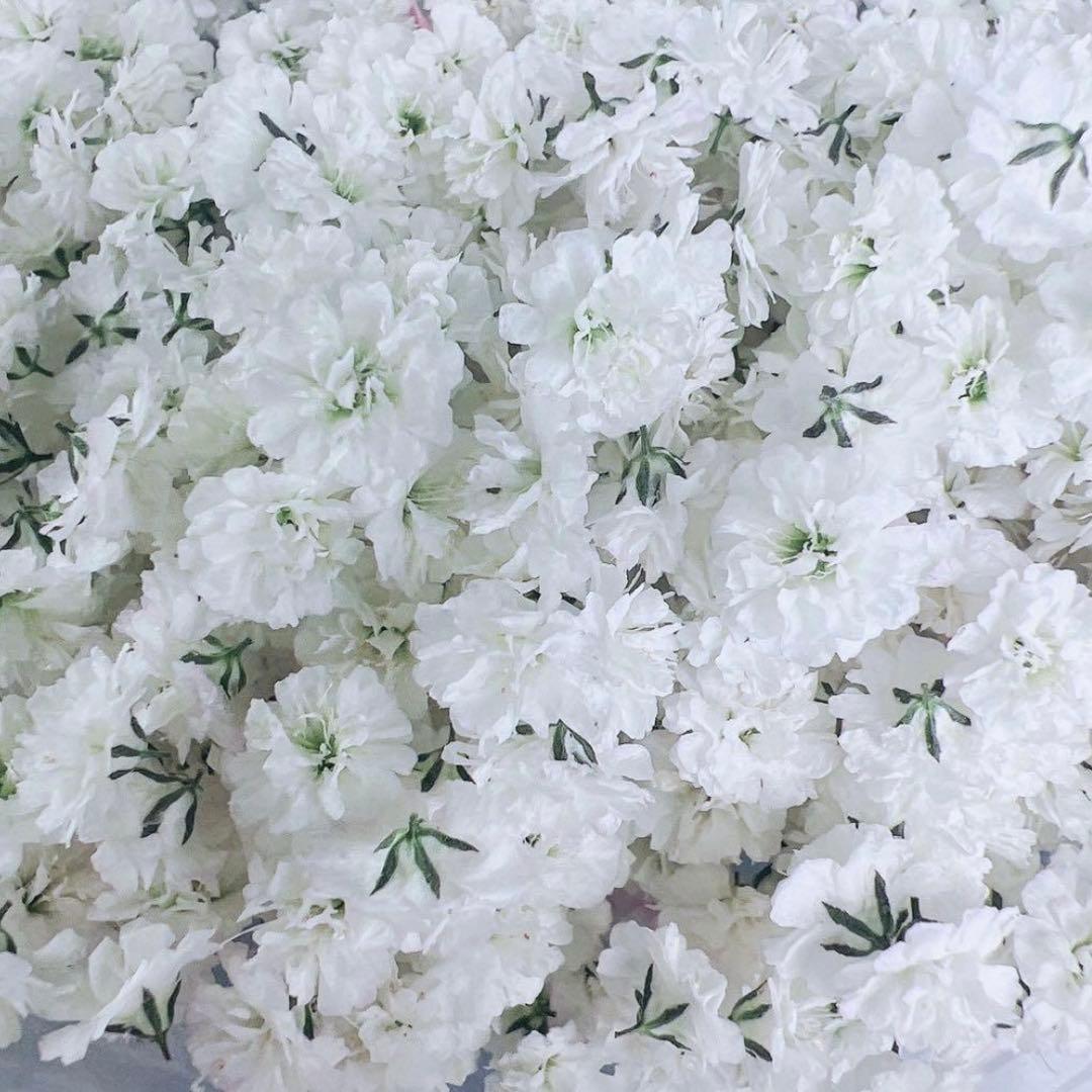 かすみ草ドライフラワー