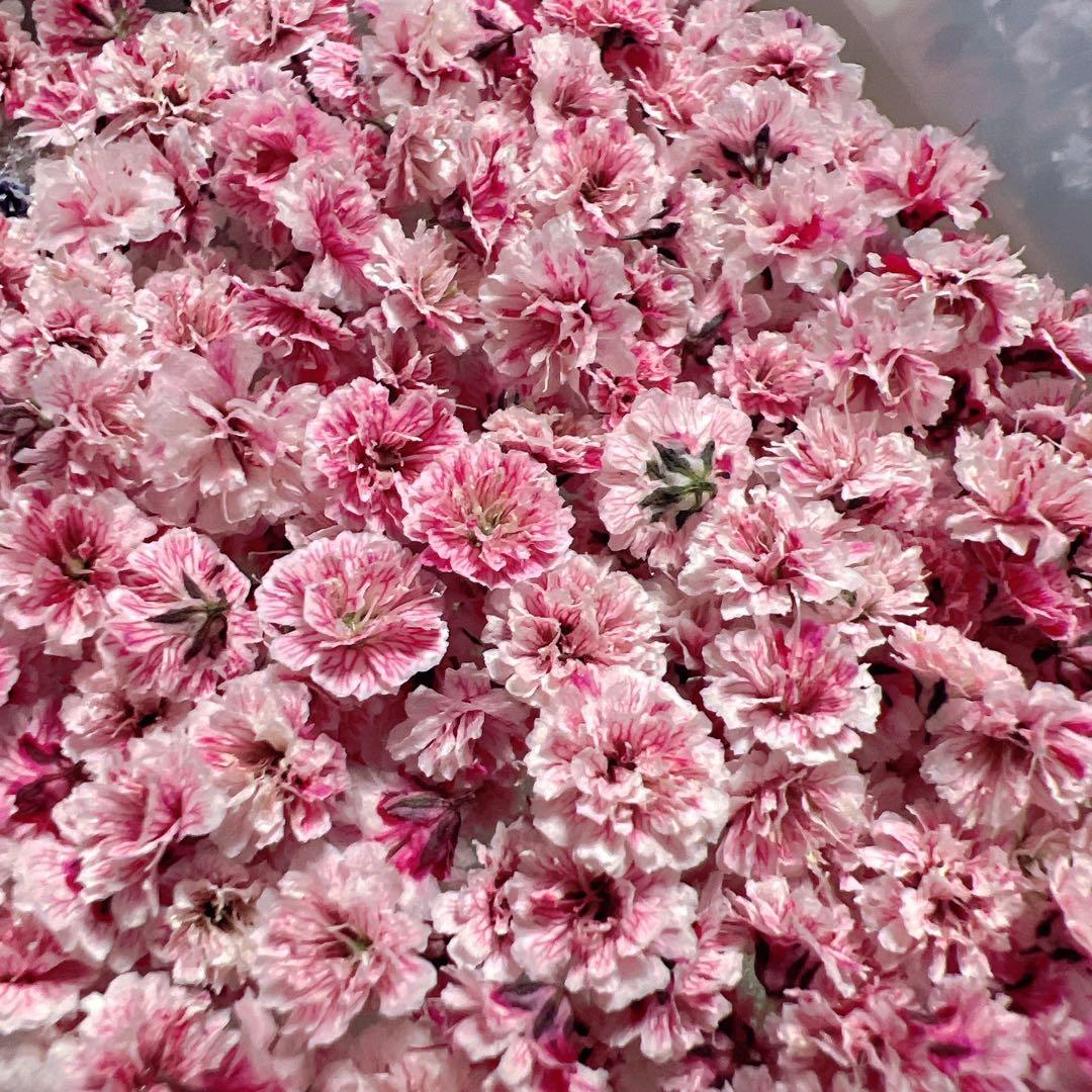 かすみ草ドライフラワー