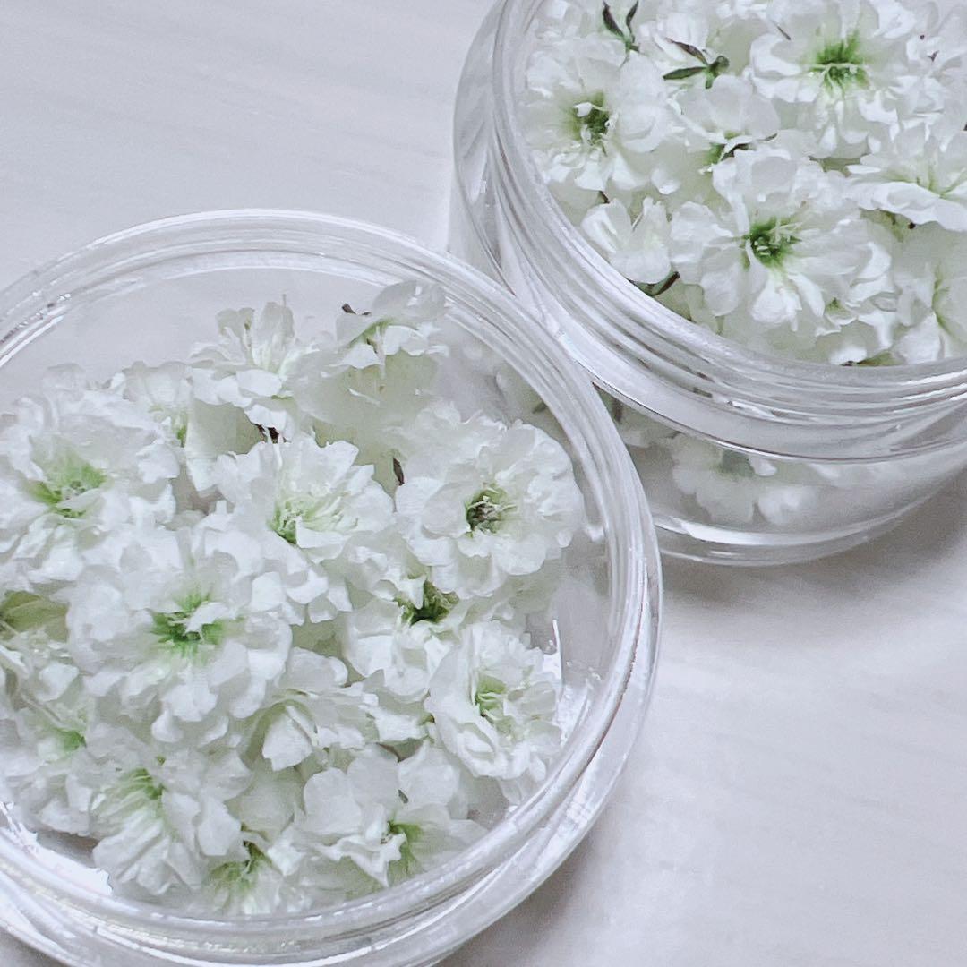 かすみ草ドライフラワー