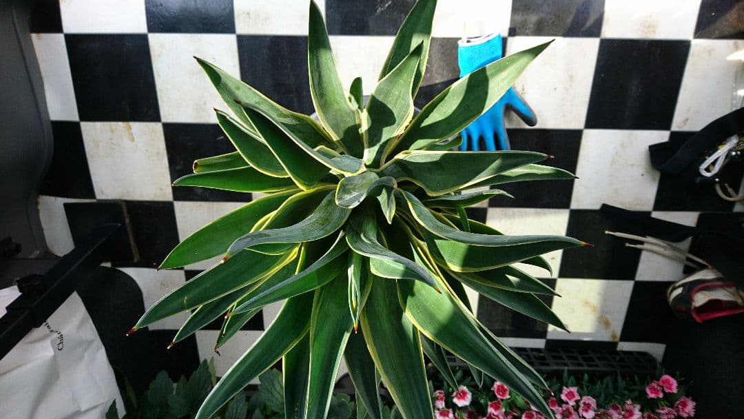 リュウゼツラン☆斑入りアガベ☆入荷です♪